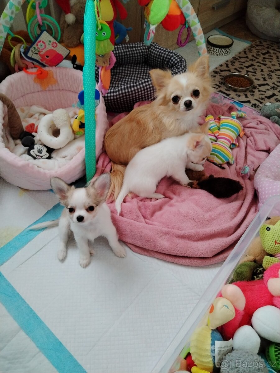 Čivava dlouhosrstá s PP - 11