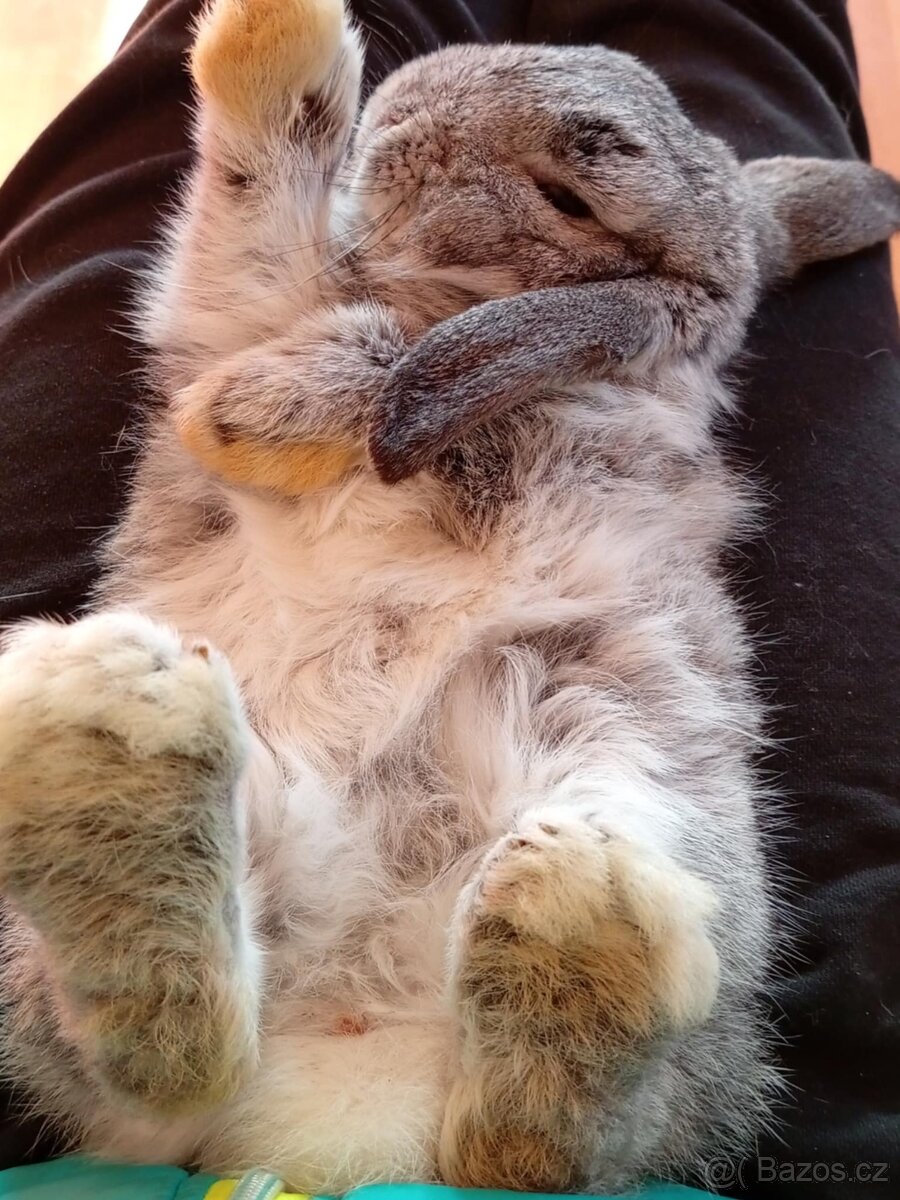 Samička Zakrslý Beránek MiniLop ❤️ - 11