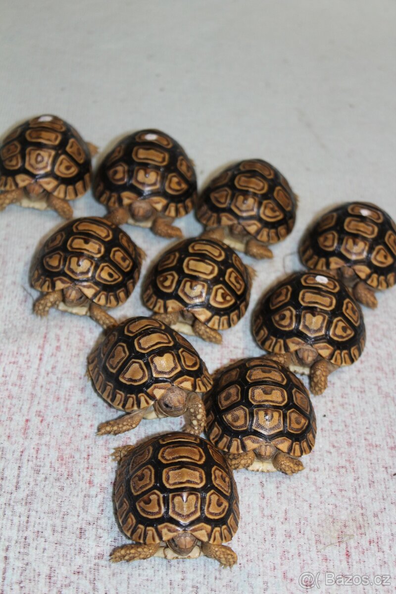 Suchozemské želvy plus komplet vybavená terária - 11