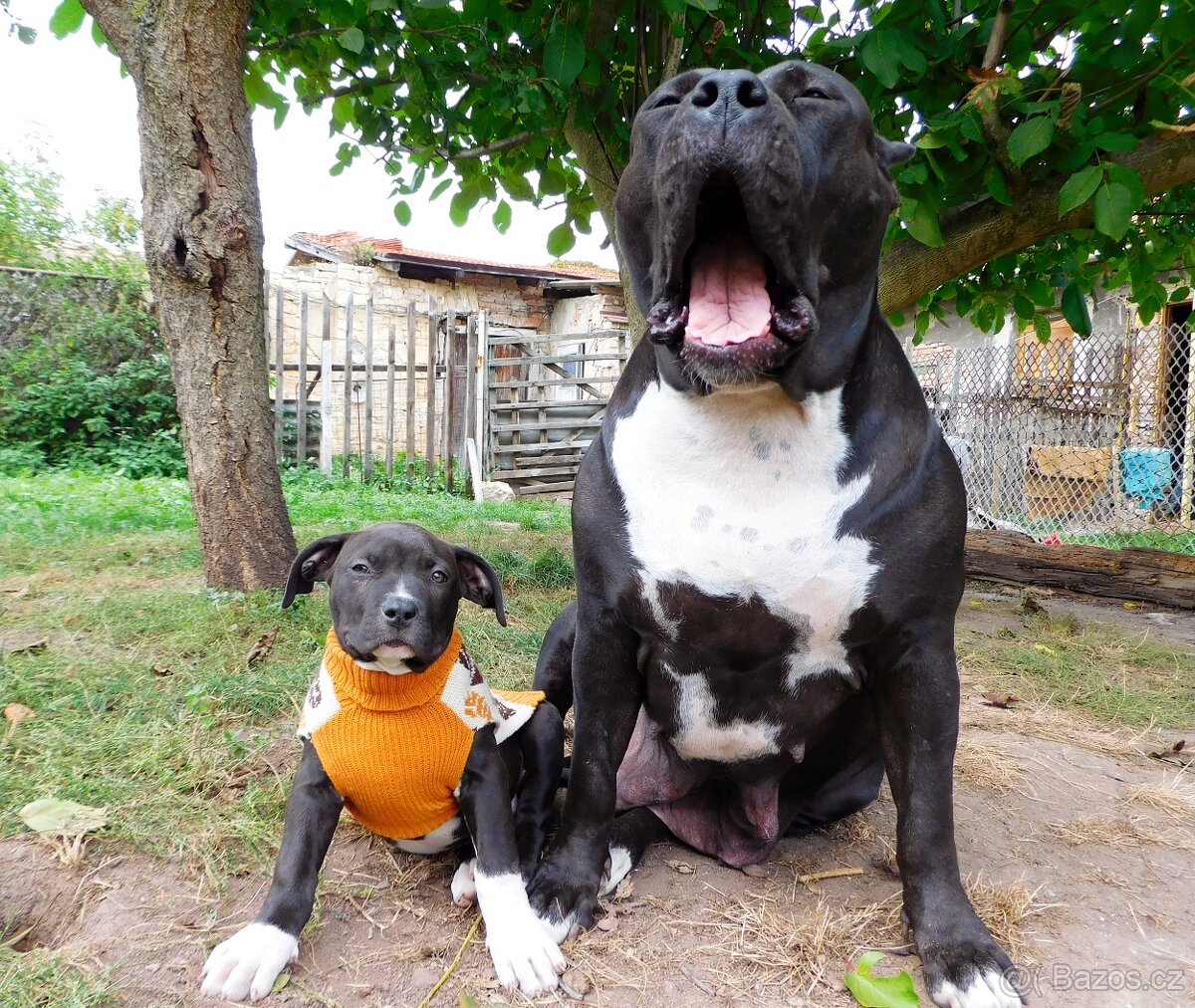 Štěňata American Bully xxl - Bloodline DDK9 - 11
