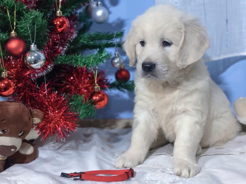 Zlatý retrívr - 11