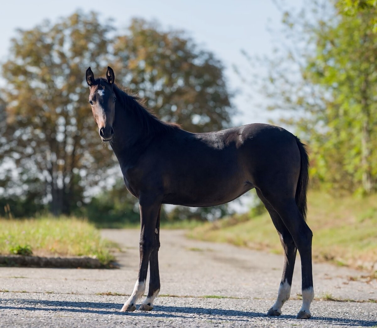 Klisnička na prodej - 11