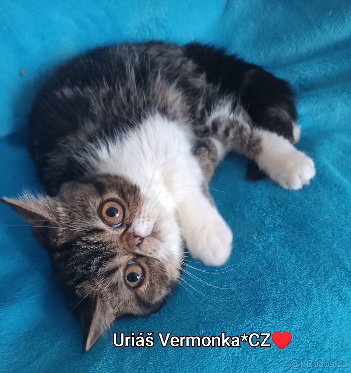 Perská a exotická koťátka s Pp - 11