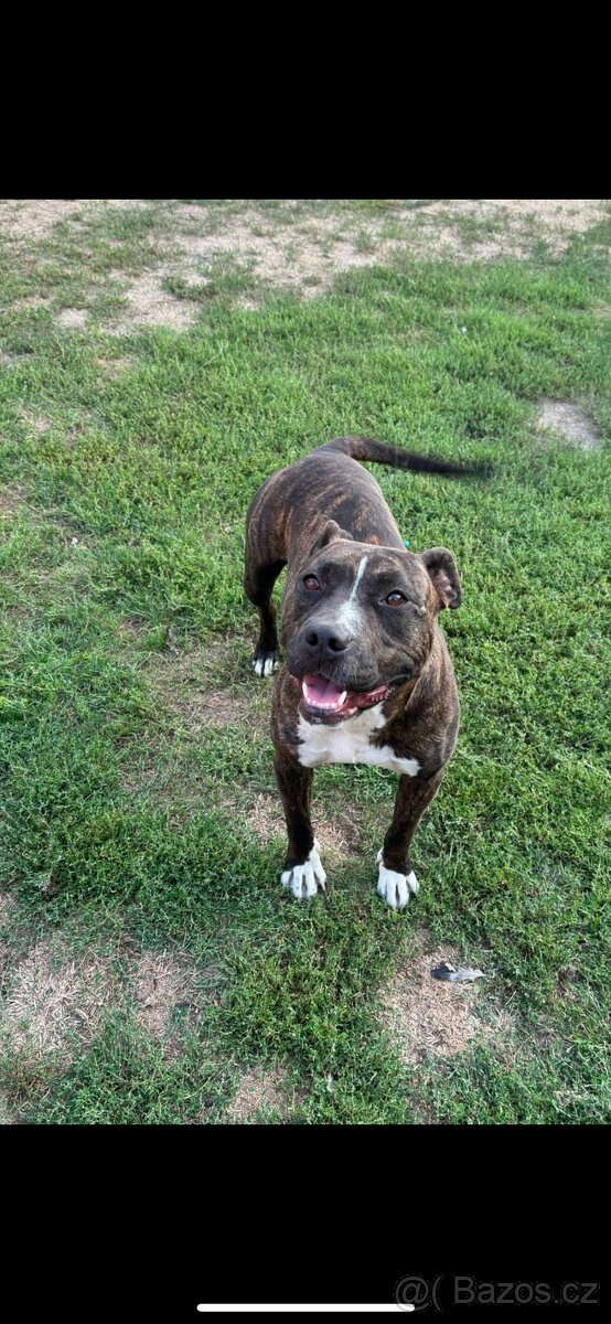 Americký stafordsirsky terier, Stafford, amstaf - 11