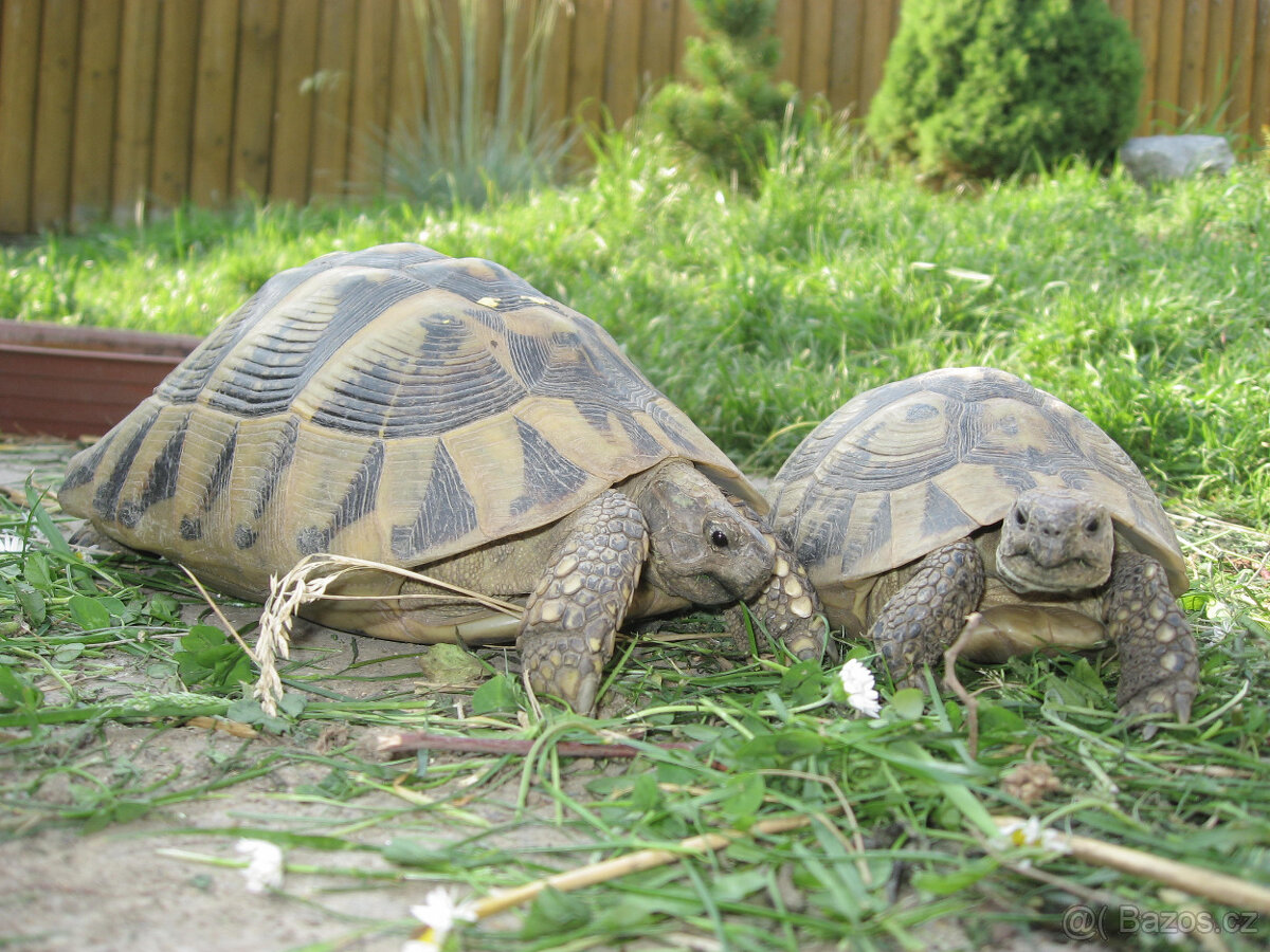 želva zelenavá a vroubená - vitální mláďata - 11