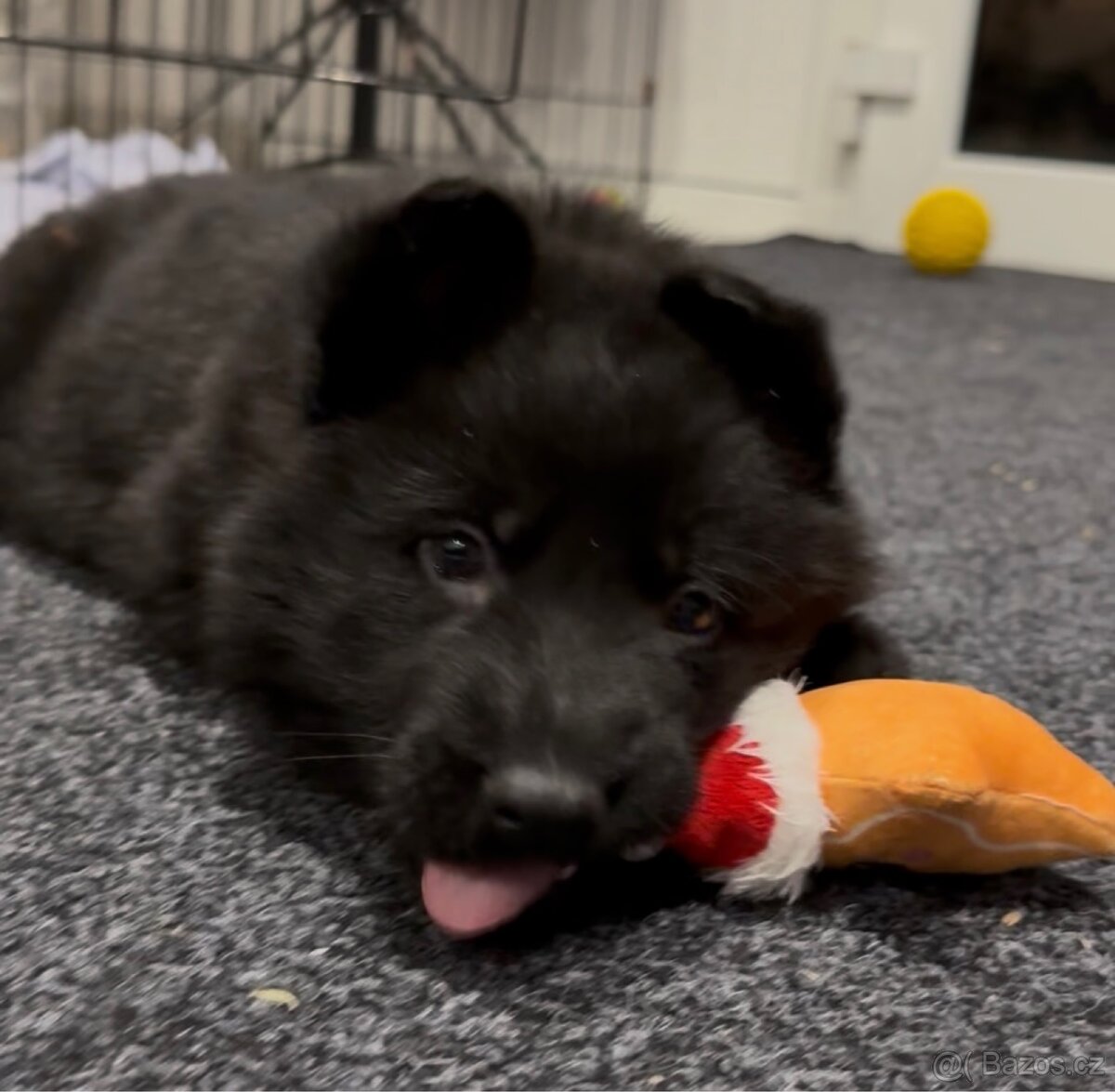 Německý ovčák s PP - 11