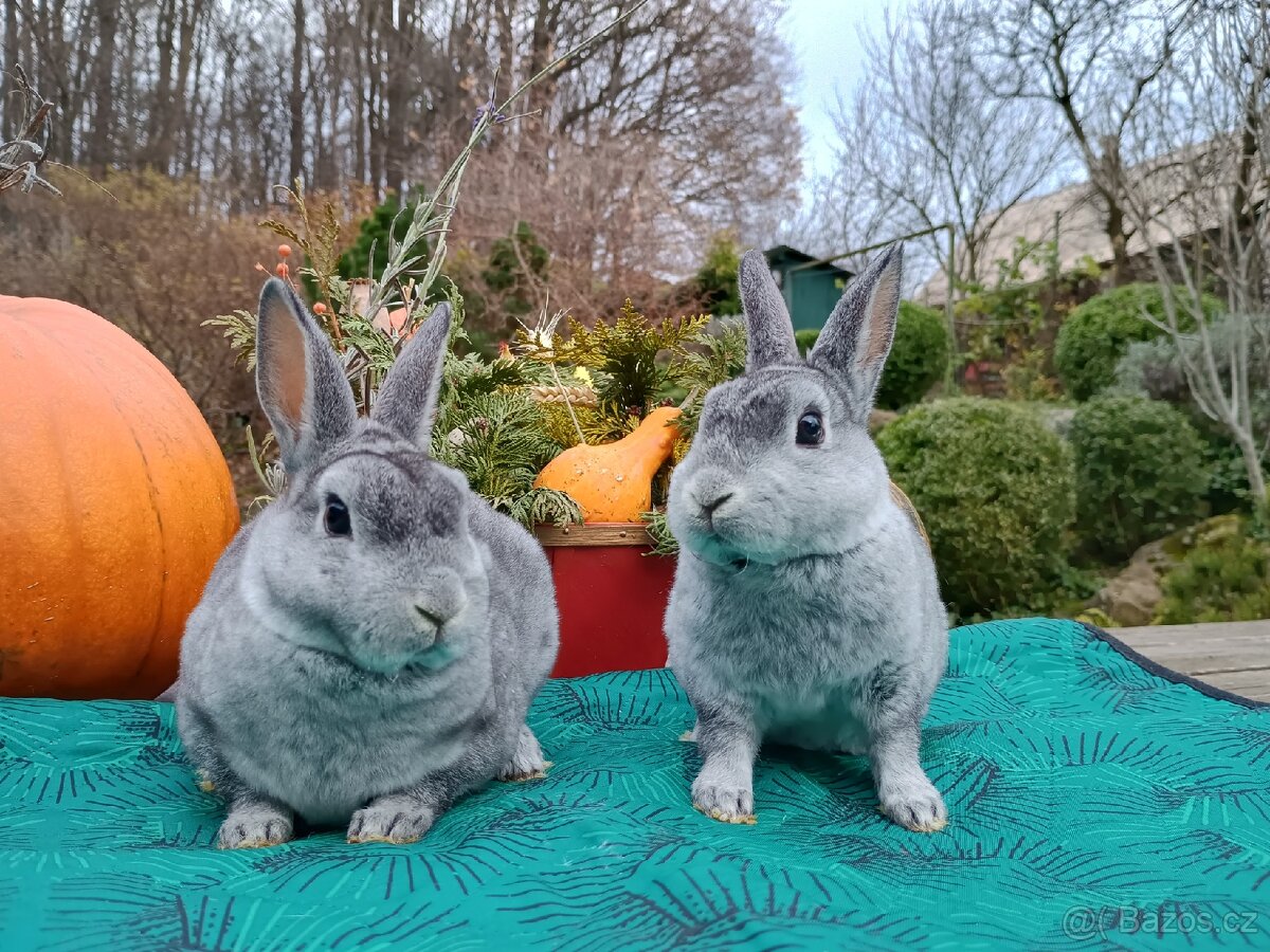 Zakrslý činčilový rex miminka k Vánocům - 11