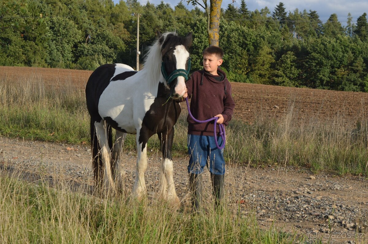 Prodej Irského Coba - 11