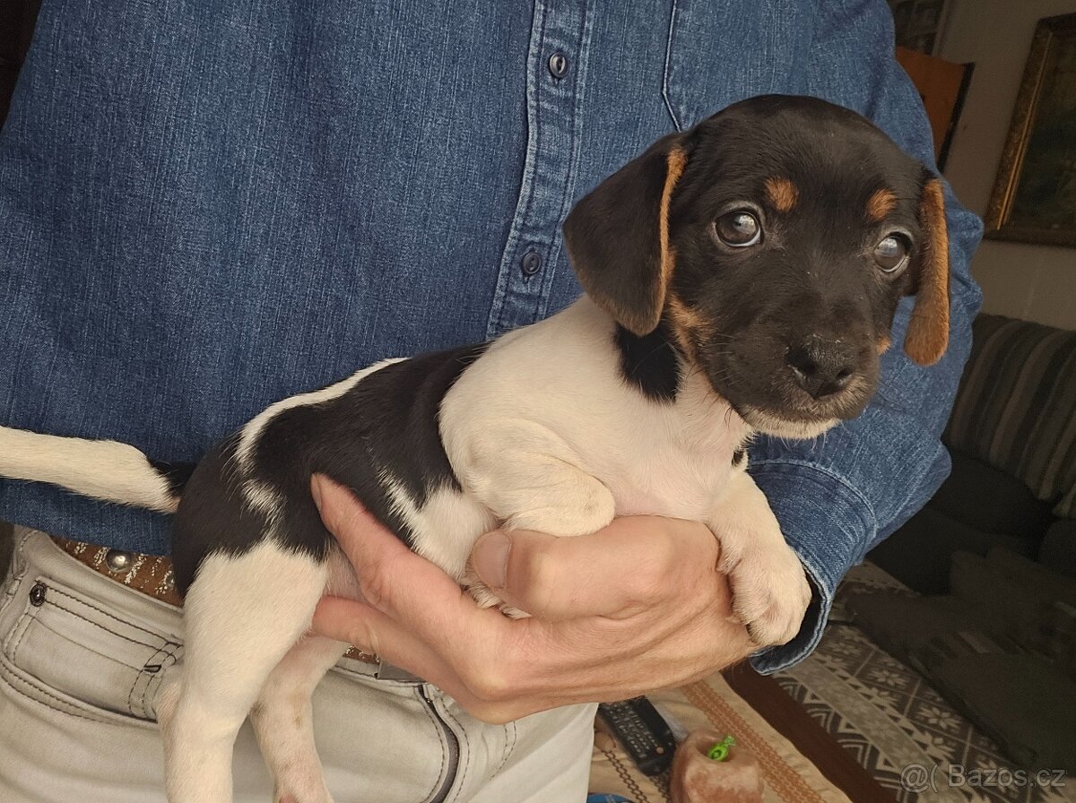 Jack Russel teriér - 11