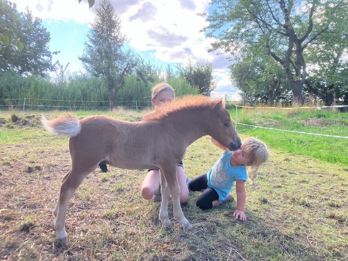 Připouštění hřebcem Shetland pony - 11