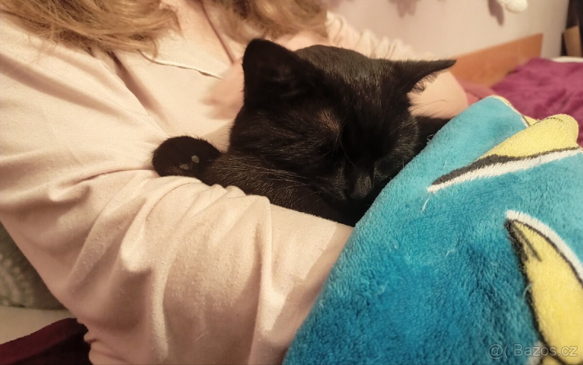 Hledá se domov pro 2 černá koťata - 11