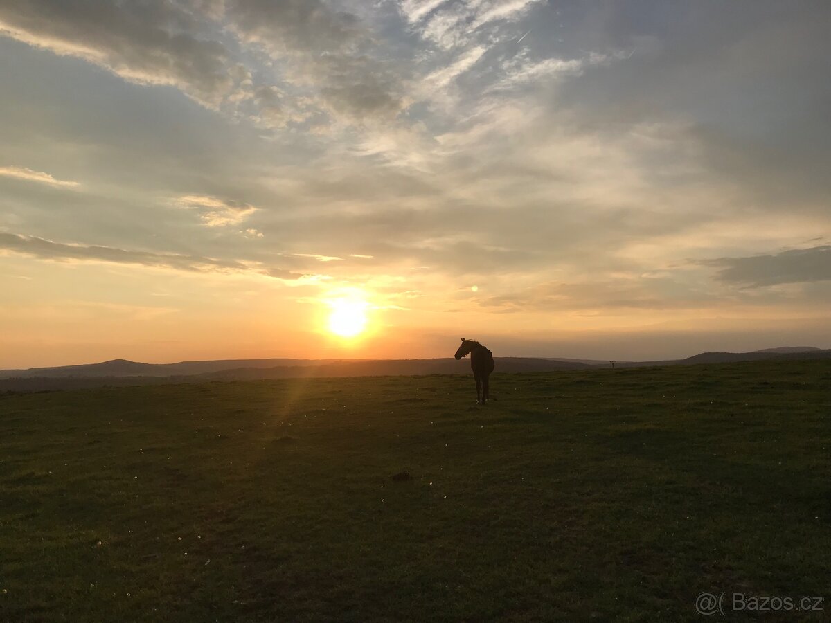 Pastevní ustájení Kočvary - 11