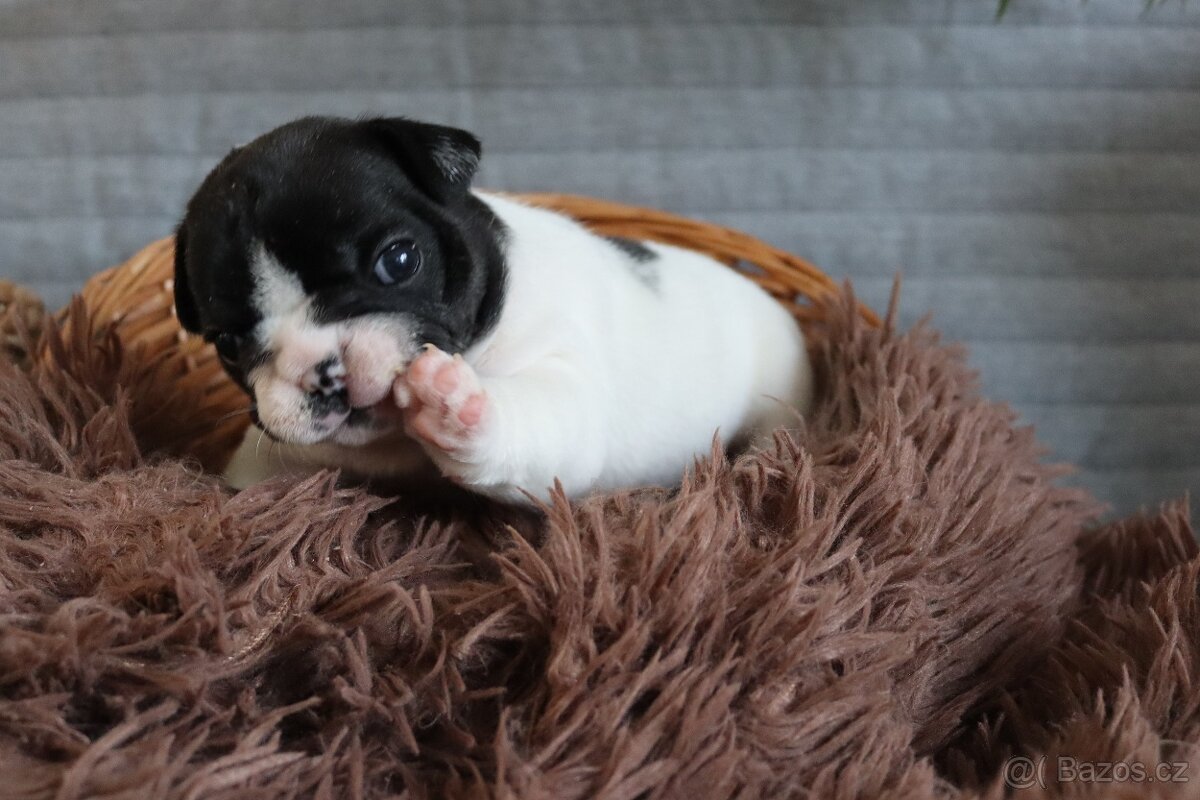 Francouzský buldoček s PP - 11