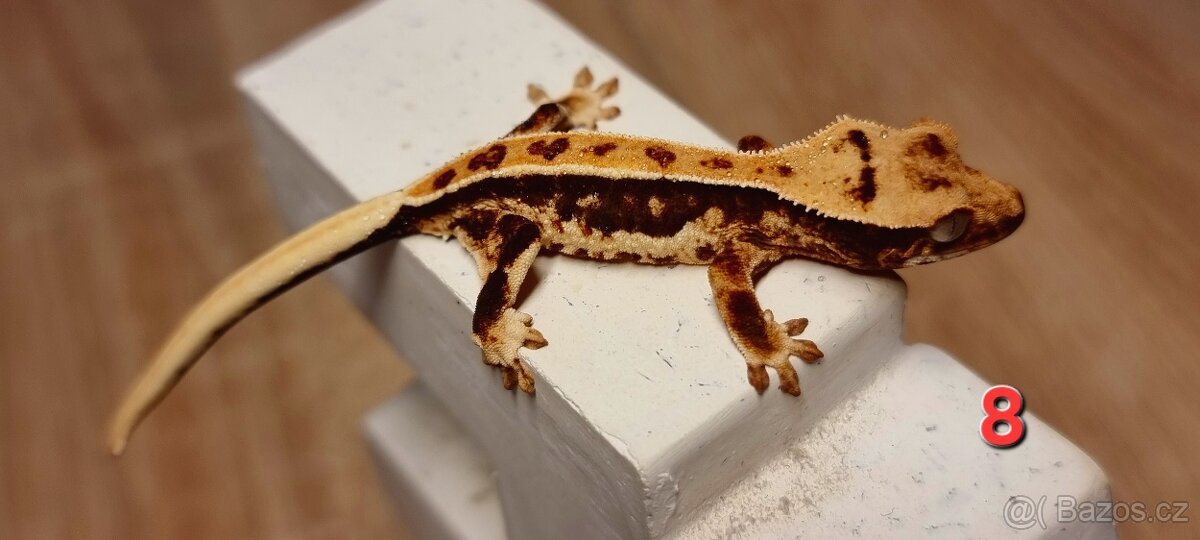 Pagekon řasnatý - 11