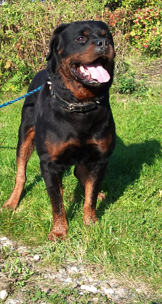 Rotvajler, rottweiler, RTW s PP – KE KRYTÍ - 11