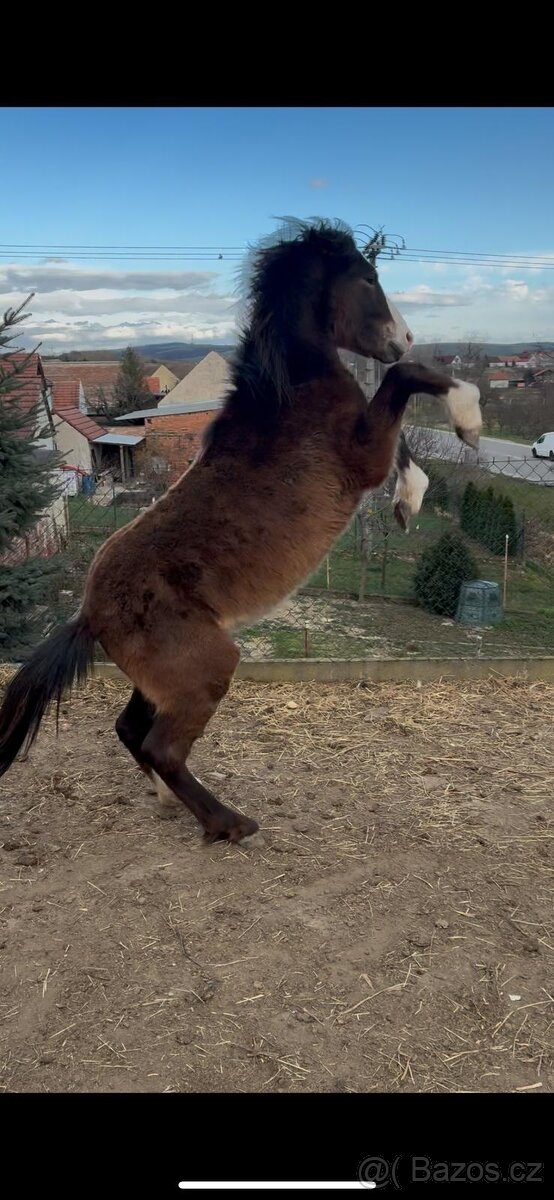 Prodám Welsh padr bret - 11