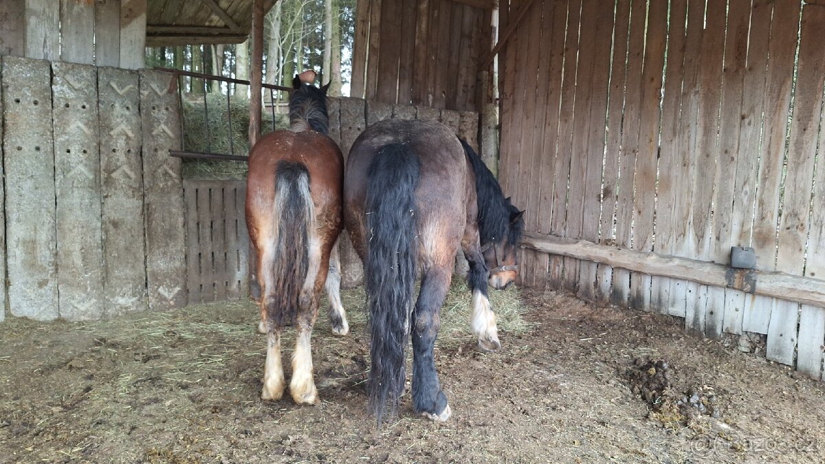 Prvomájový hřebeček ČMB 2025 - 11