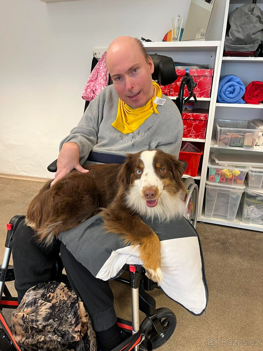 MINIATURNÍ AMERICKÝ OVČÁK - 11