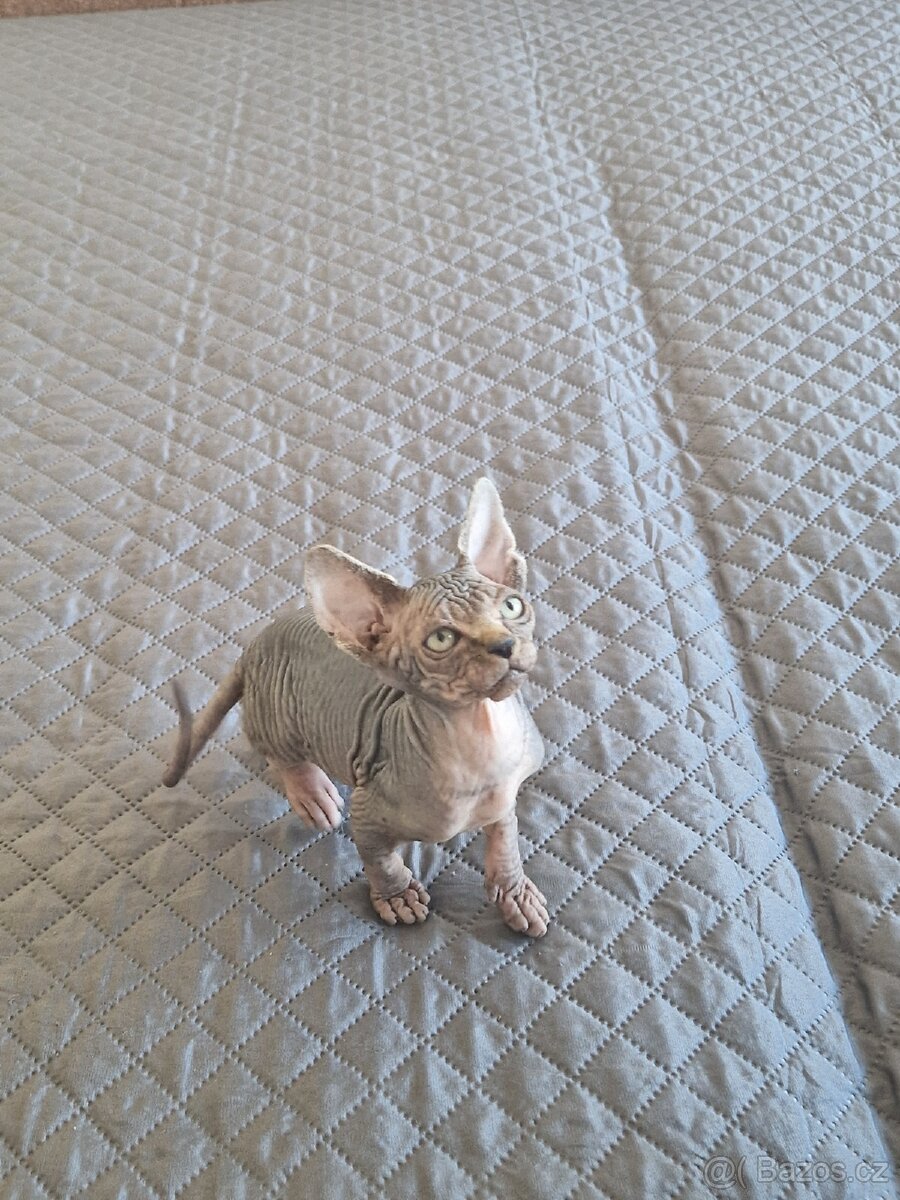 Kanadský sphynx bez PP - kluk - 11