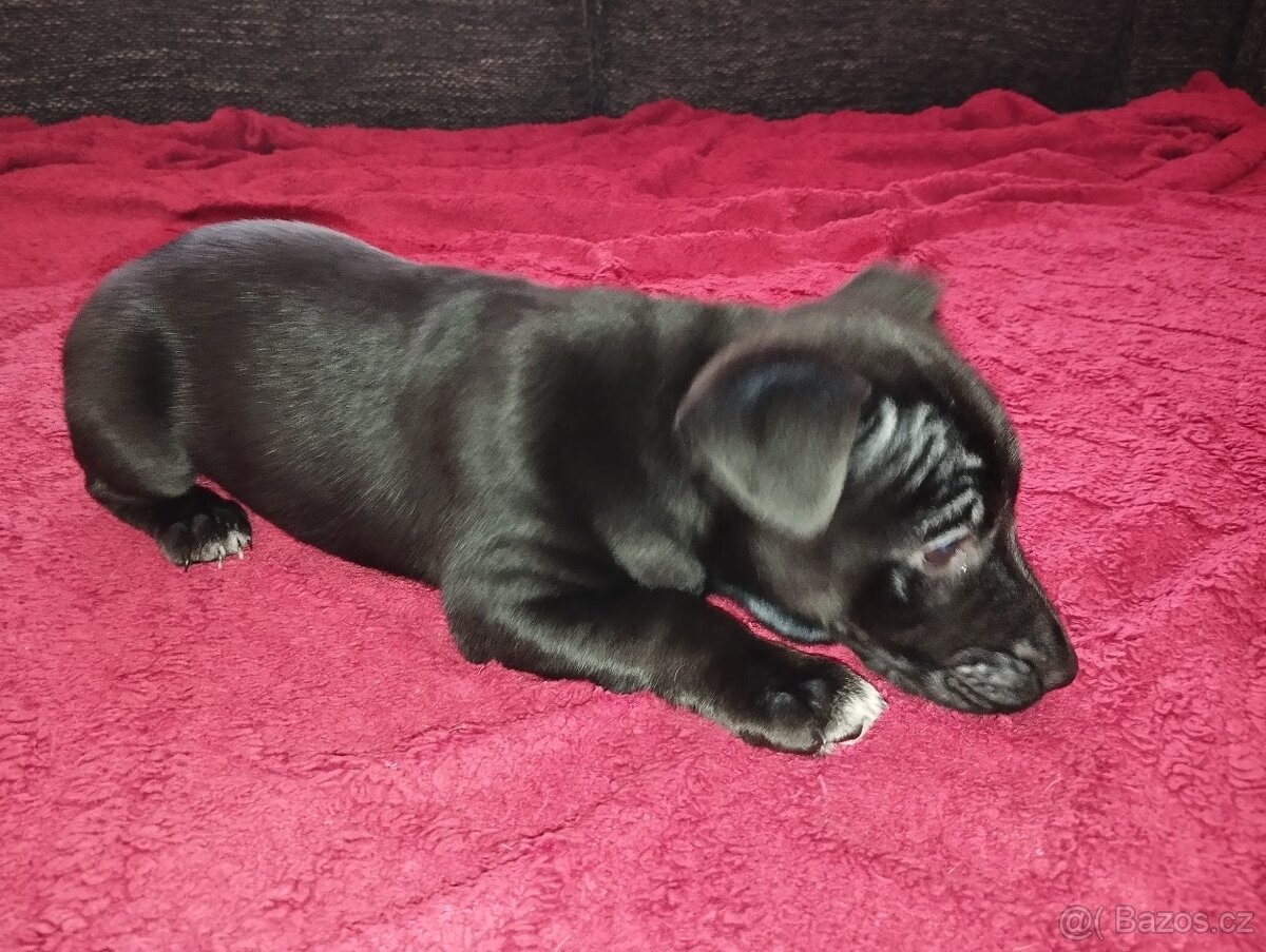 Jack Russell Terier - 11