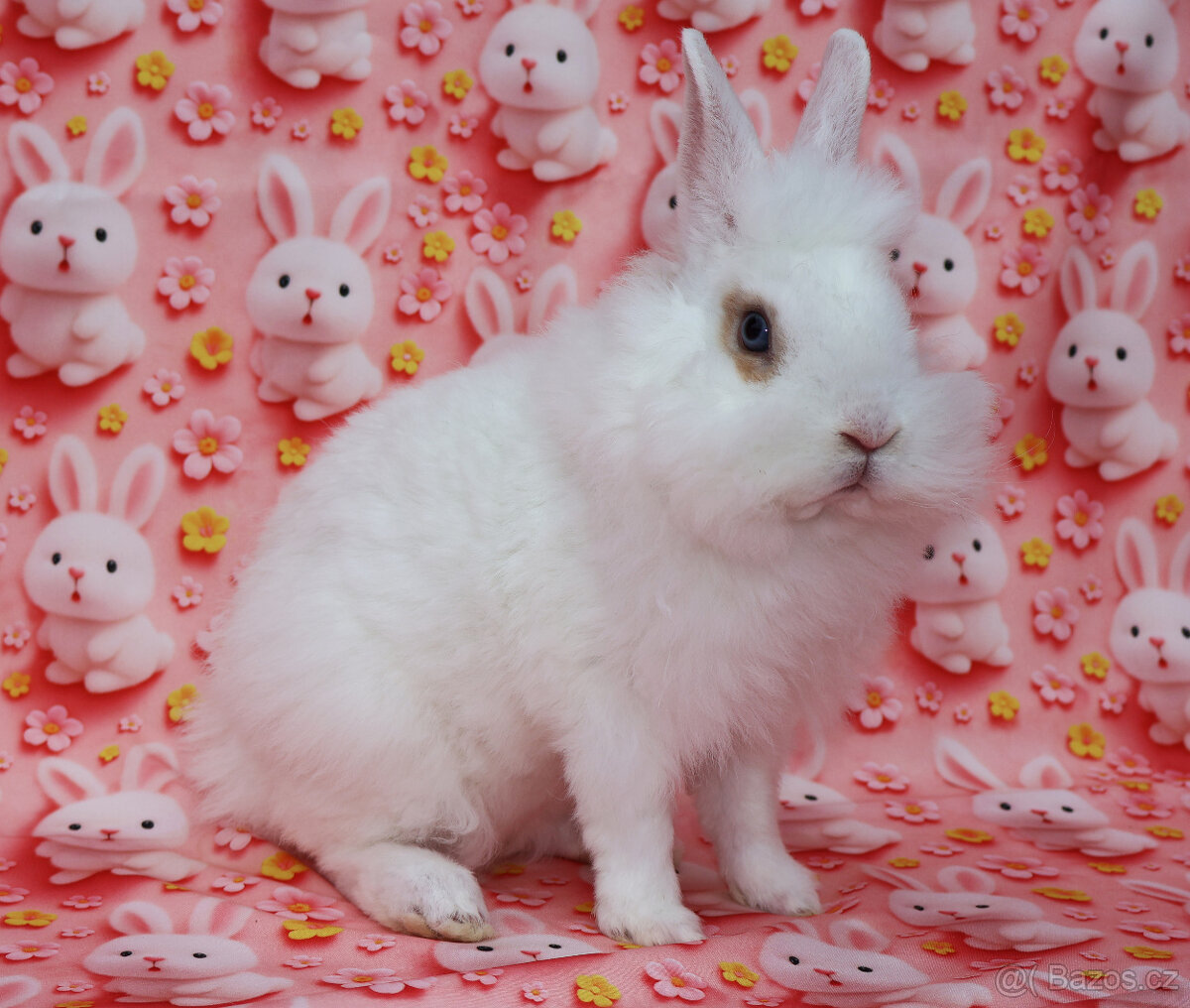 Zakrslý králíček krátkouchý sameček rex LT modrá očka. - 11