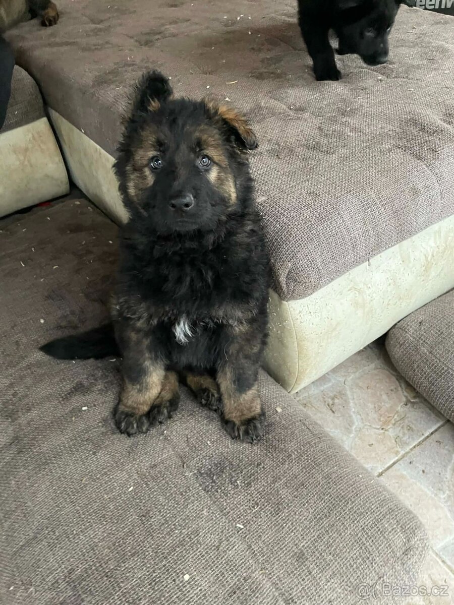 prodám štěně Německého ovčáka s PP - 11