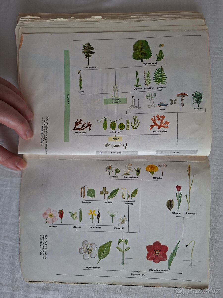 Přírodopis pro 5. ročník ZŠ (1988) - 11