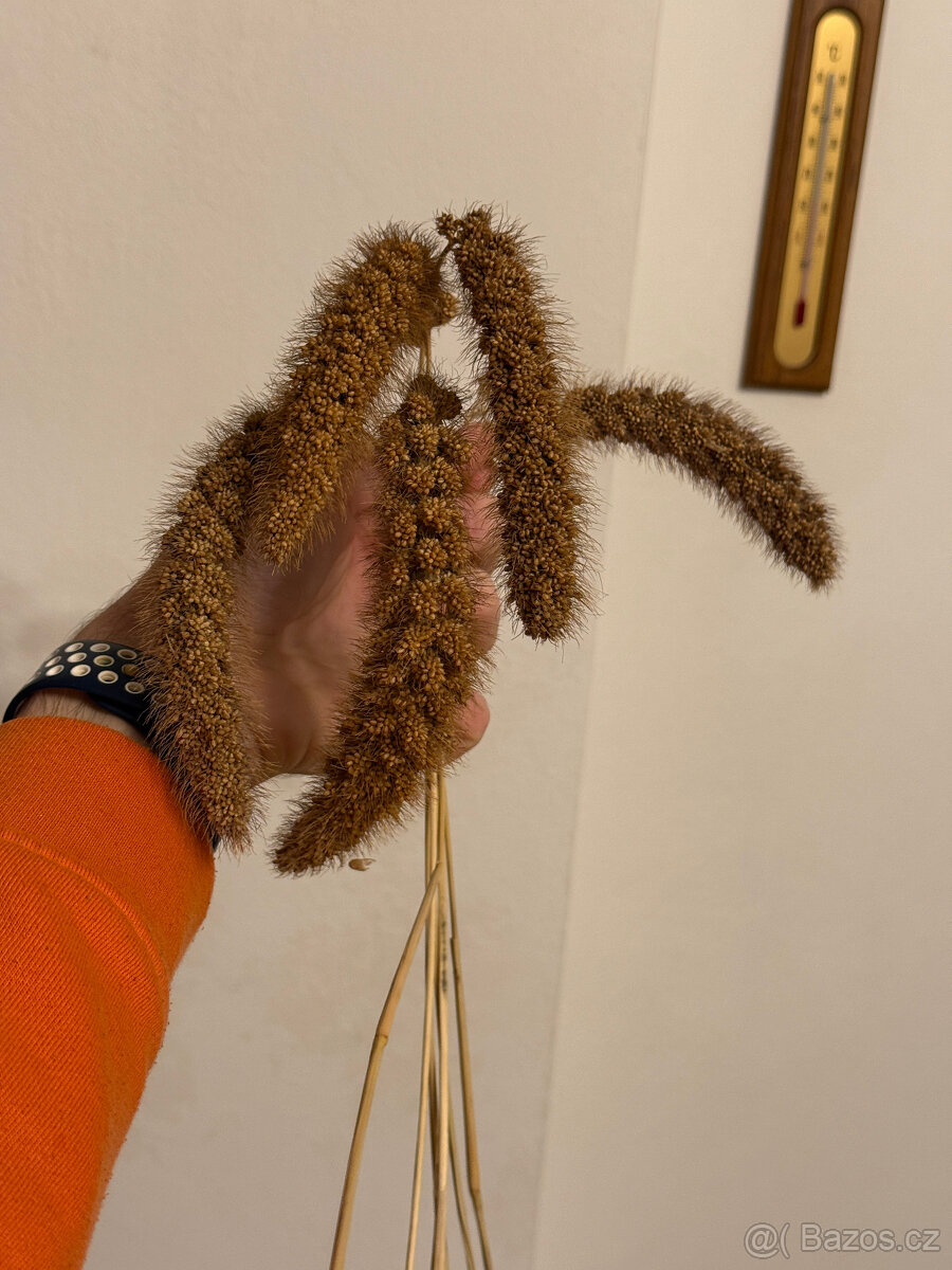 Okrasné trávy - 11