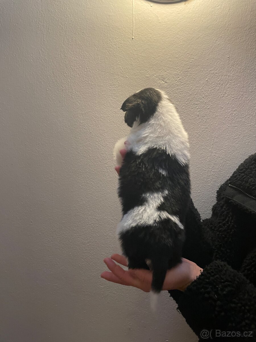 Štěňátka kříženci border kolie - 11