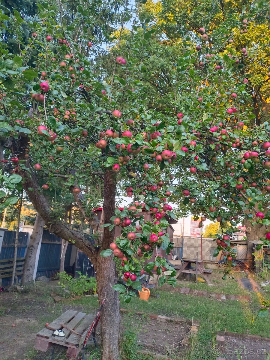Pronájem zahrady v Plzni - Lobzy. Gril a rekreace. 1890 Kč - 11