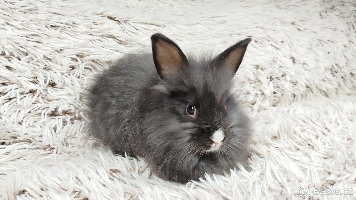 Zakrslý králík, králíček - HOLLY - 11