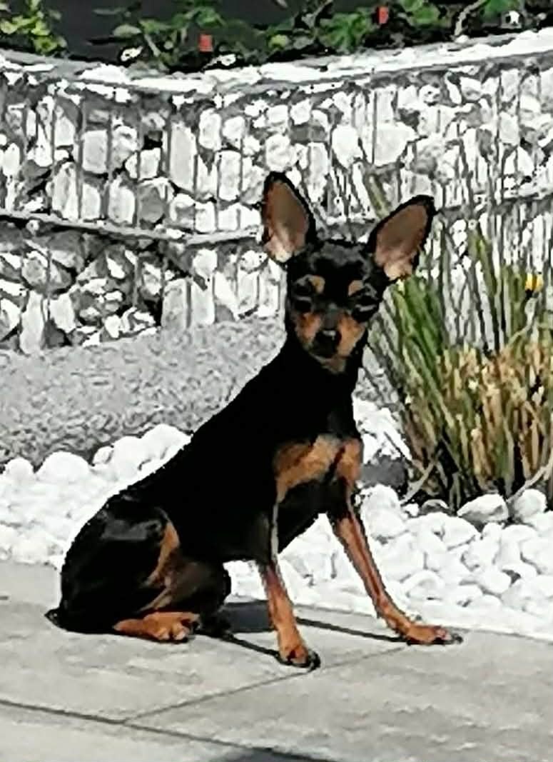 Pražský krysařík - mini - 11