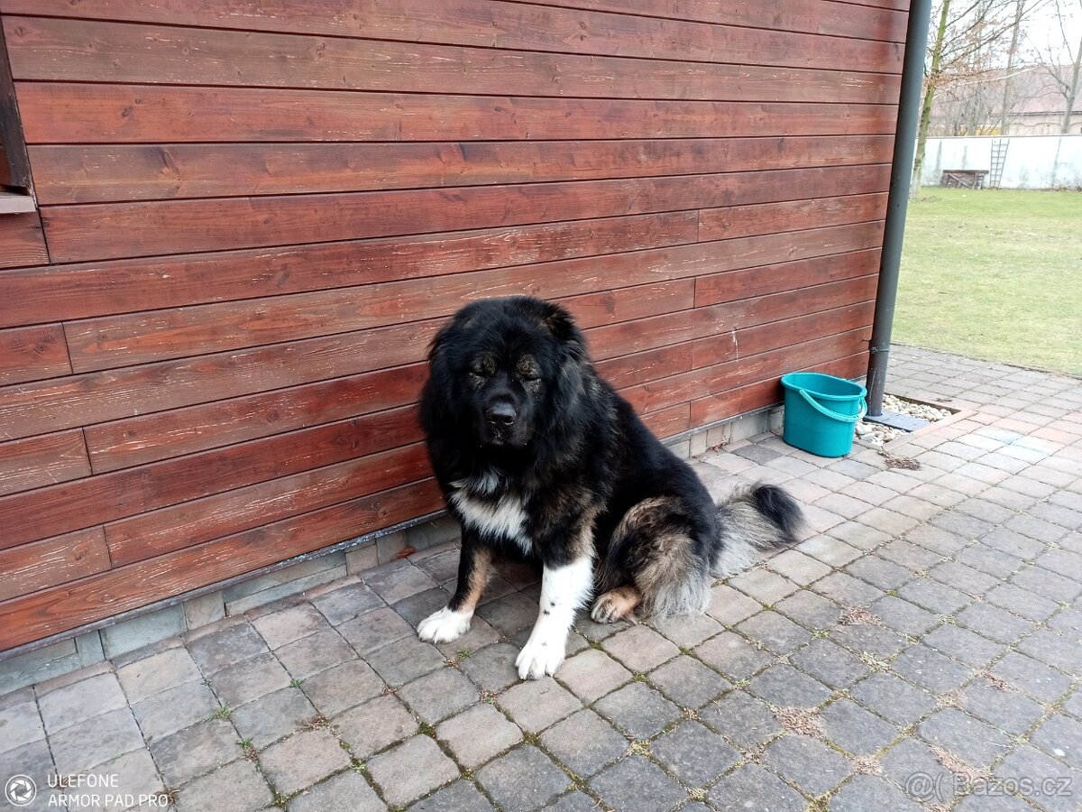 K A V K A Z A K - 11