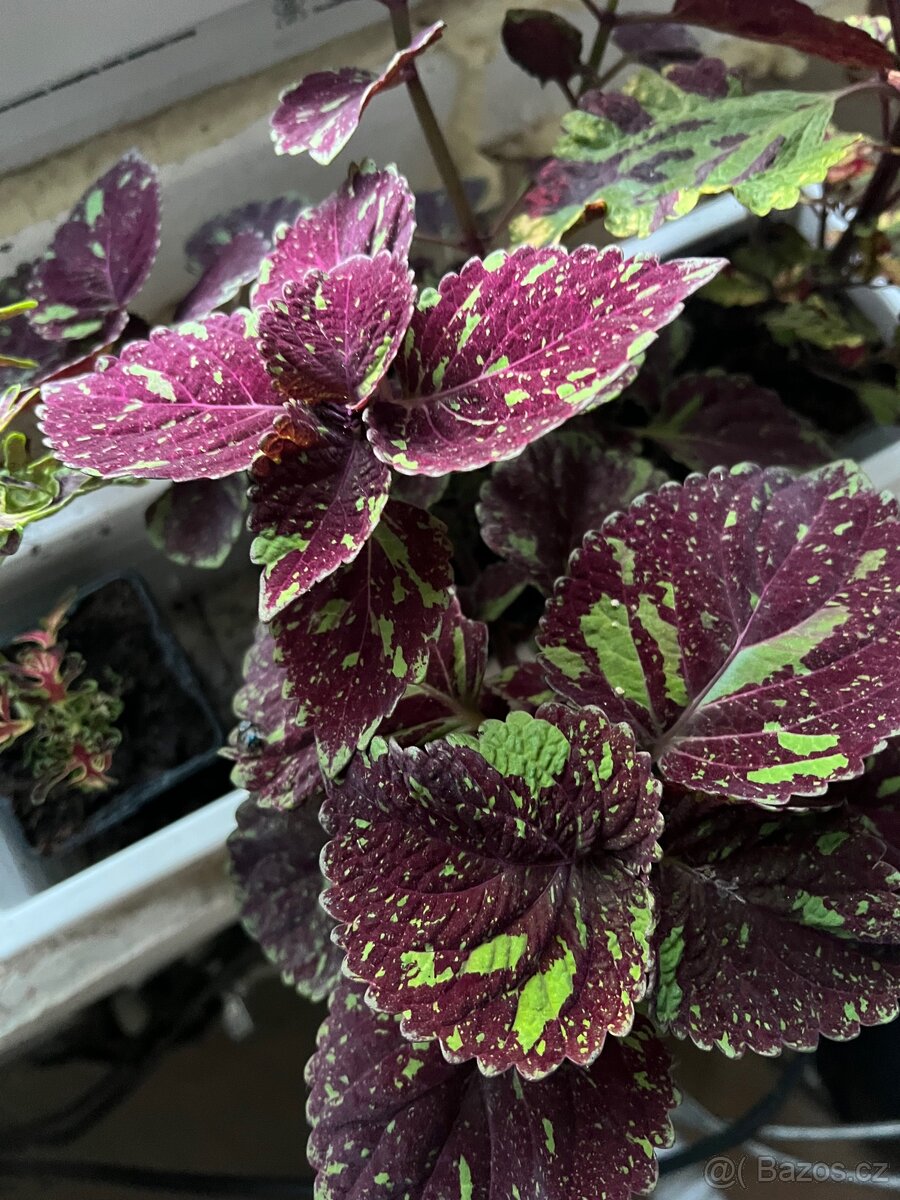 Africké kopřivy - 11