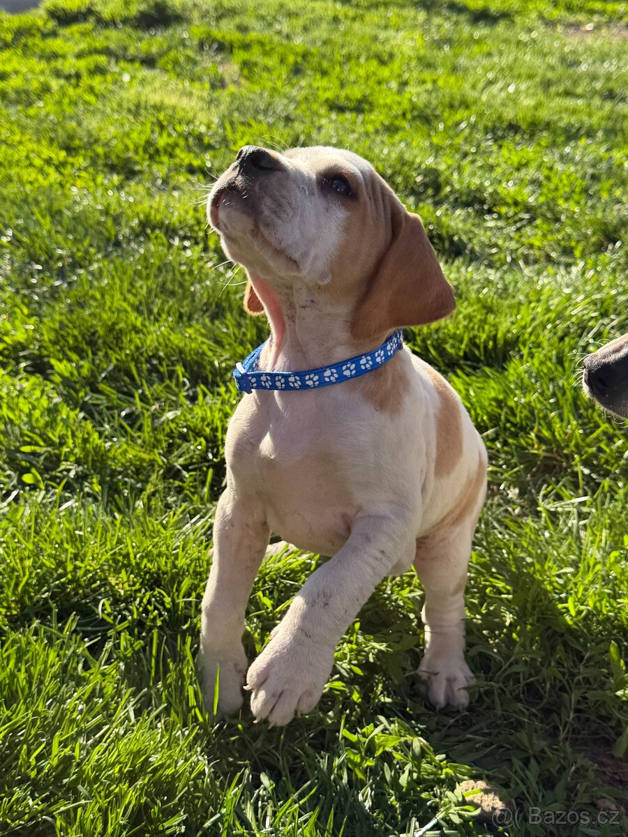 POINTER, stěňata bez P.P. - 11