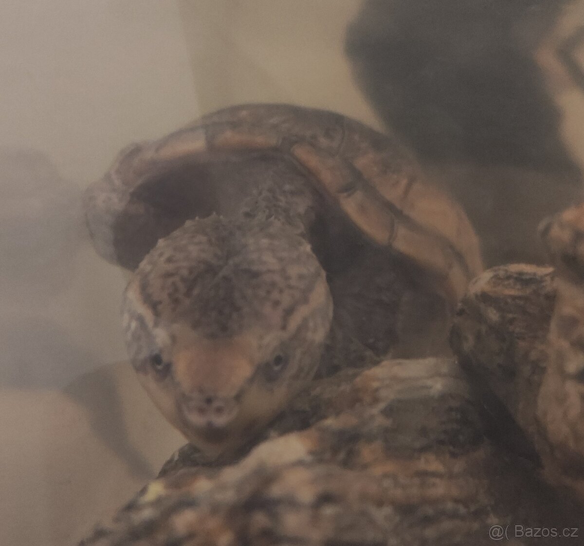 Klapavka obecná + vybavení. - 11