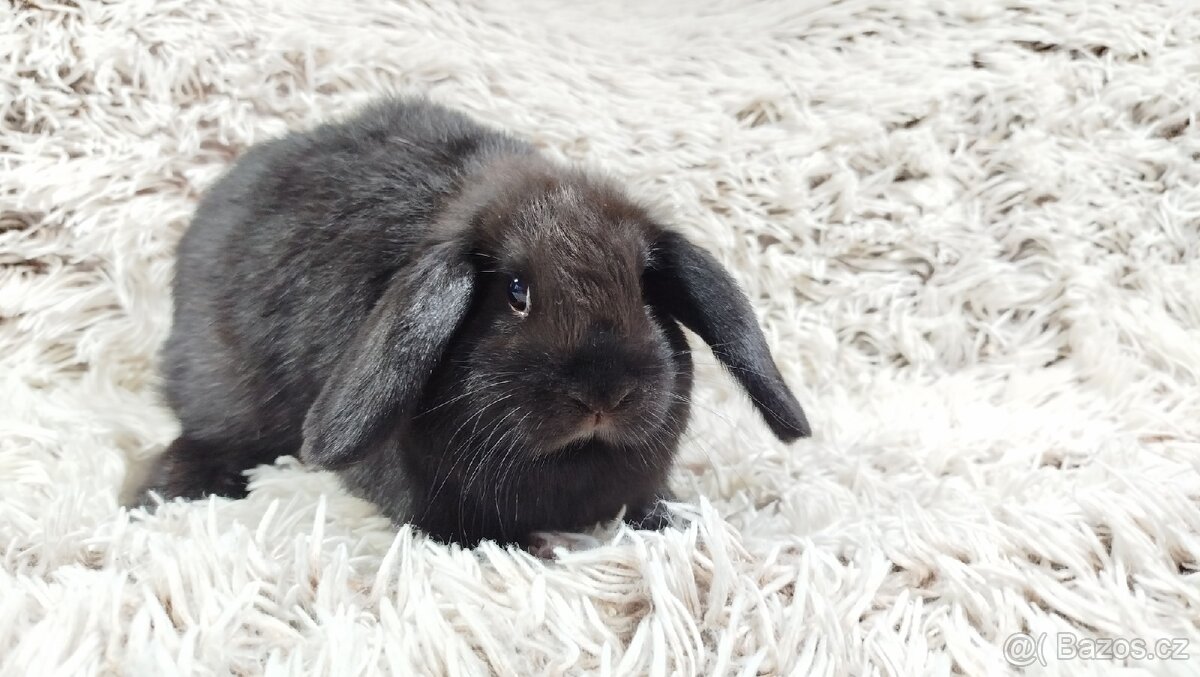 Zakrslý beránek, králíček, králík - BRUNO - 11