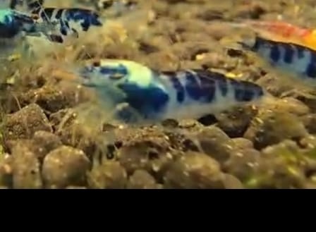 Krevetky caridina - 11