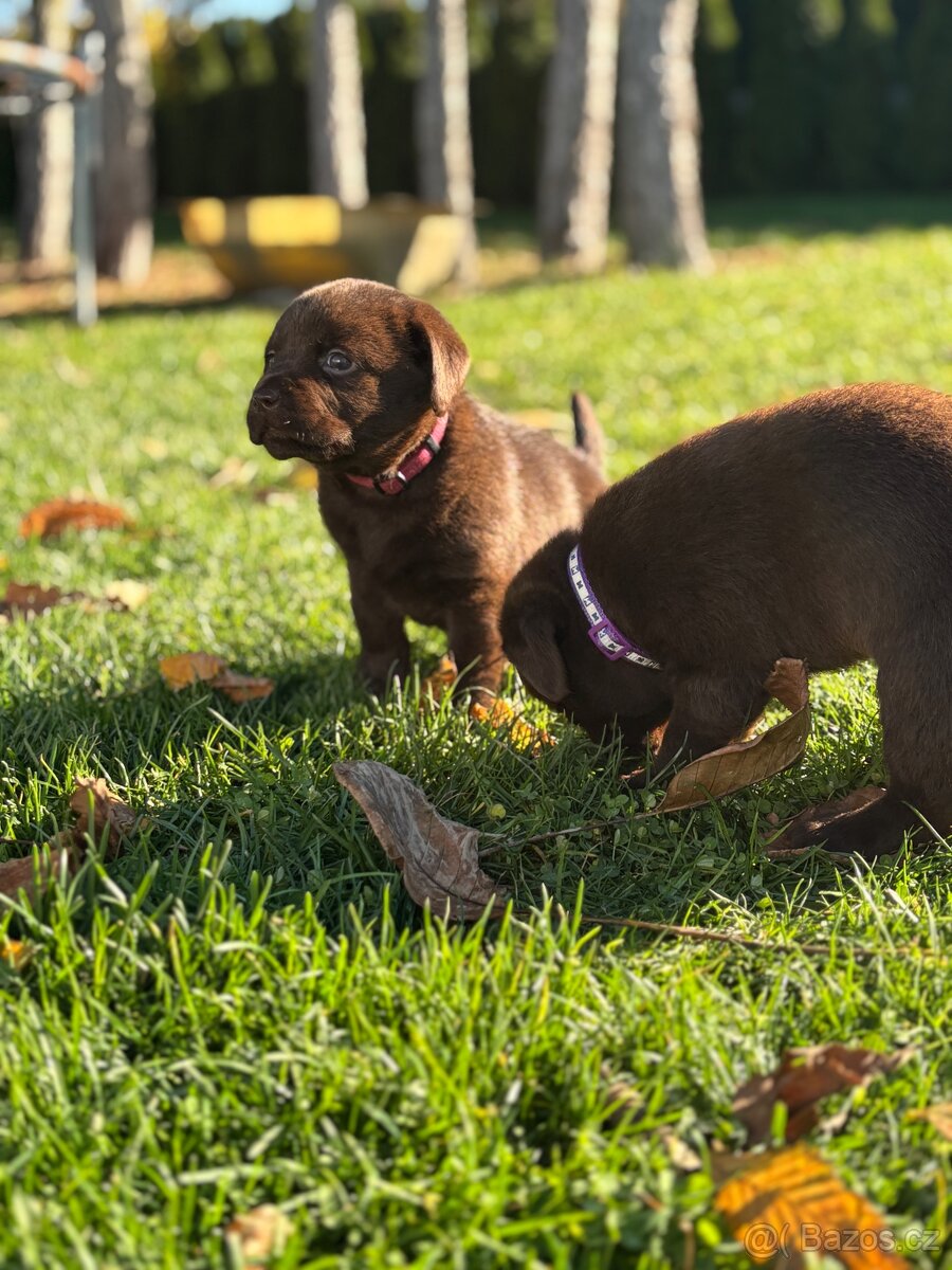 Labradorský retrívr s PP- kluci čokoládová - 11