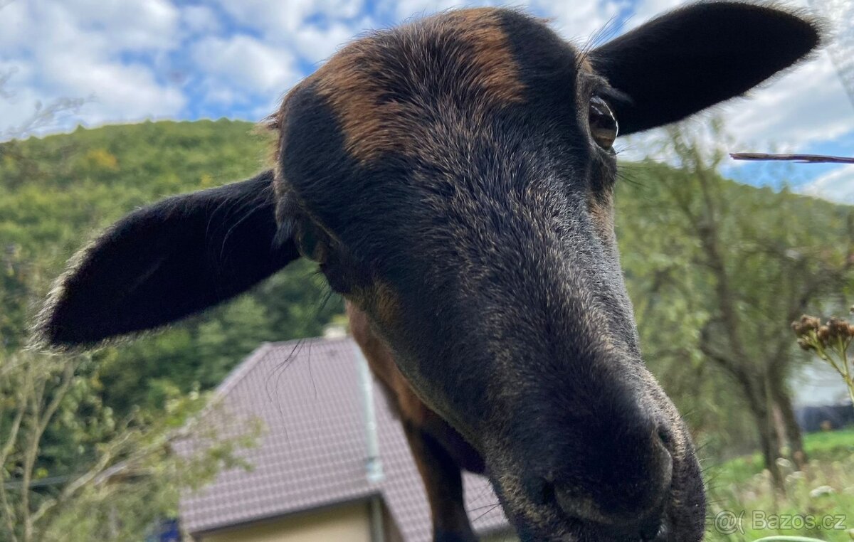 Kamerunska jehnička - 11