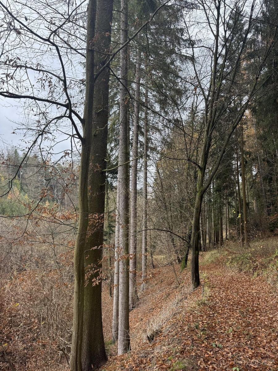 Prodám lesní pozemky v k.ú. Střemeníčko - 11