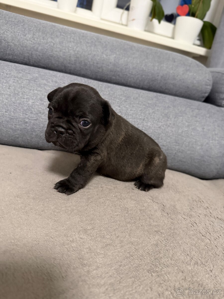Francouzský buldoček - 11