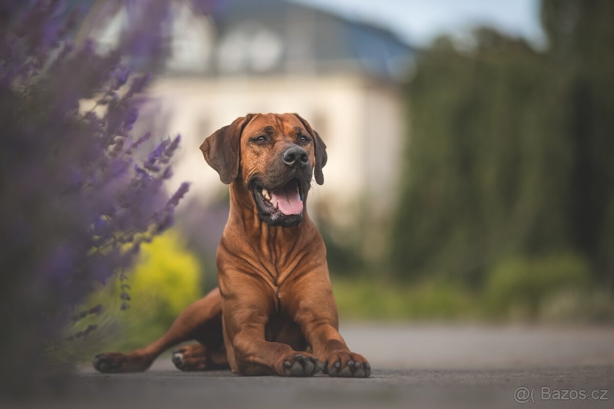 Rhodézský ridgeback s PP - 11