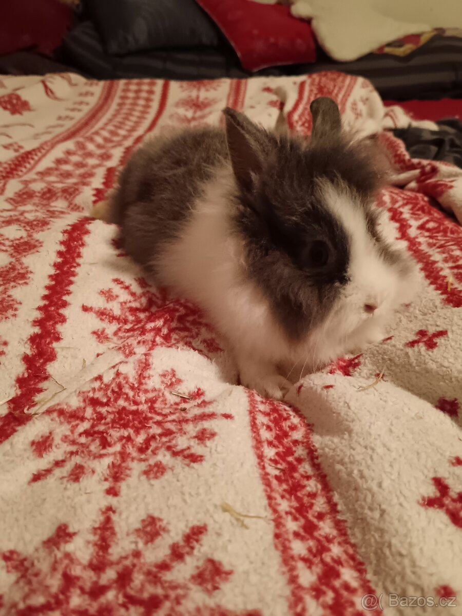 Zakrslý králík králíček Minilop, Lev - 11