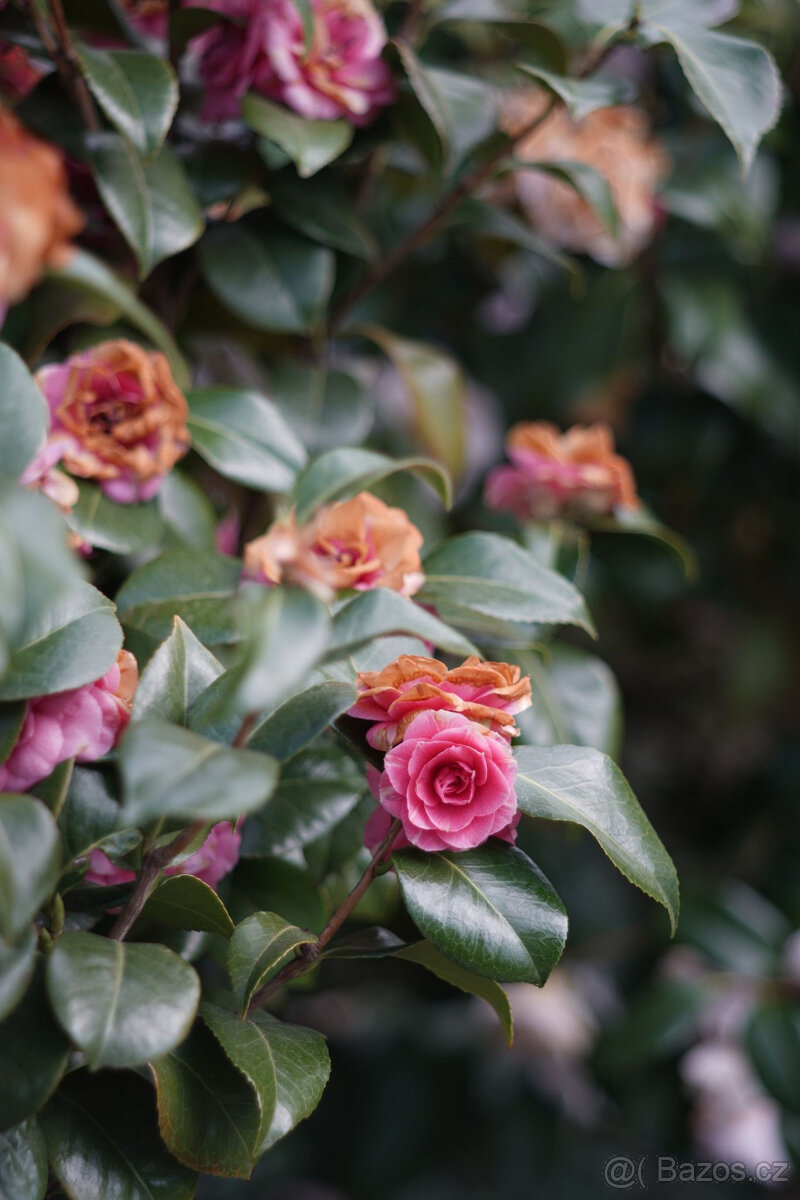 Objektiv Asahi Optics Auto‑Takumar 105 mm f/2.8 - 11