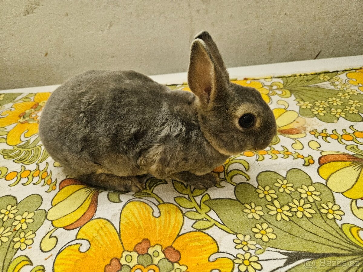 Zakrslý králíček - 11