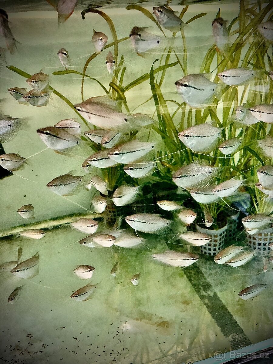 Nedělní prodej - 11