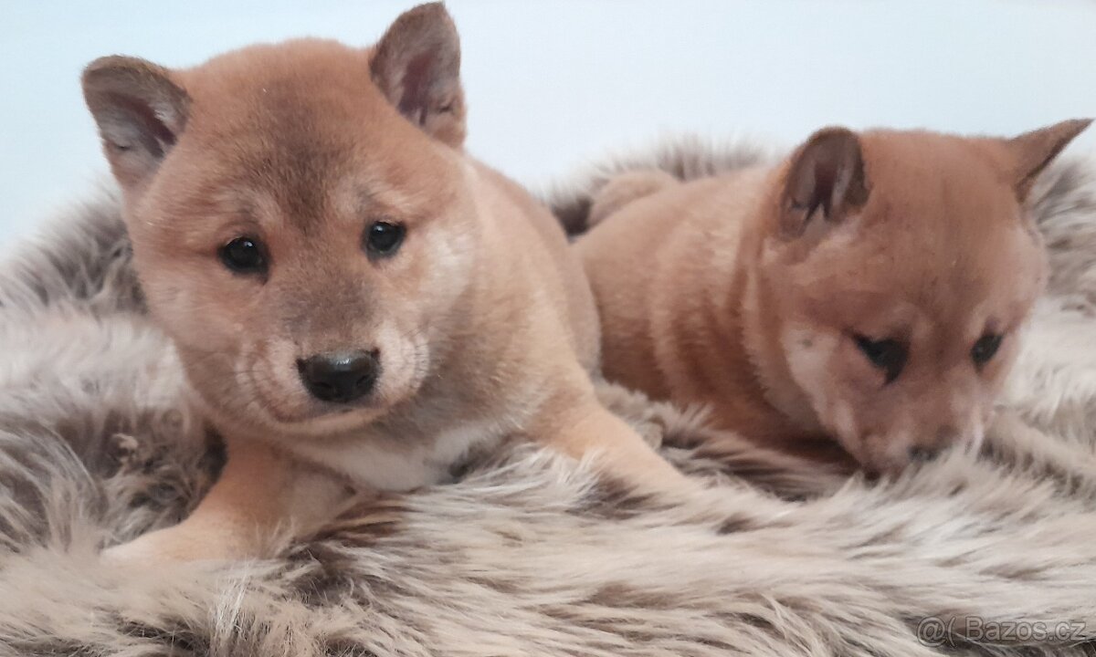Shiba inu - 11