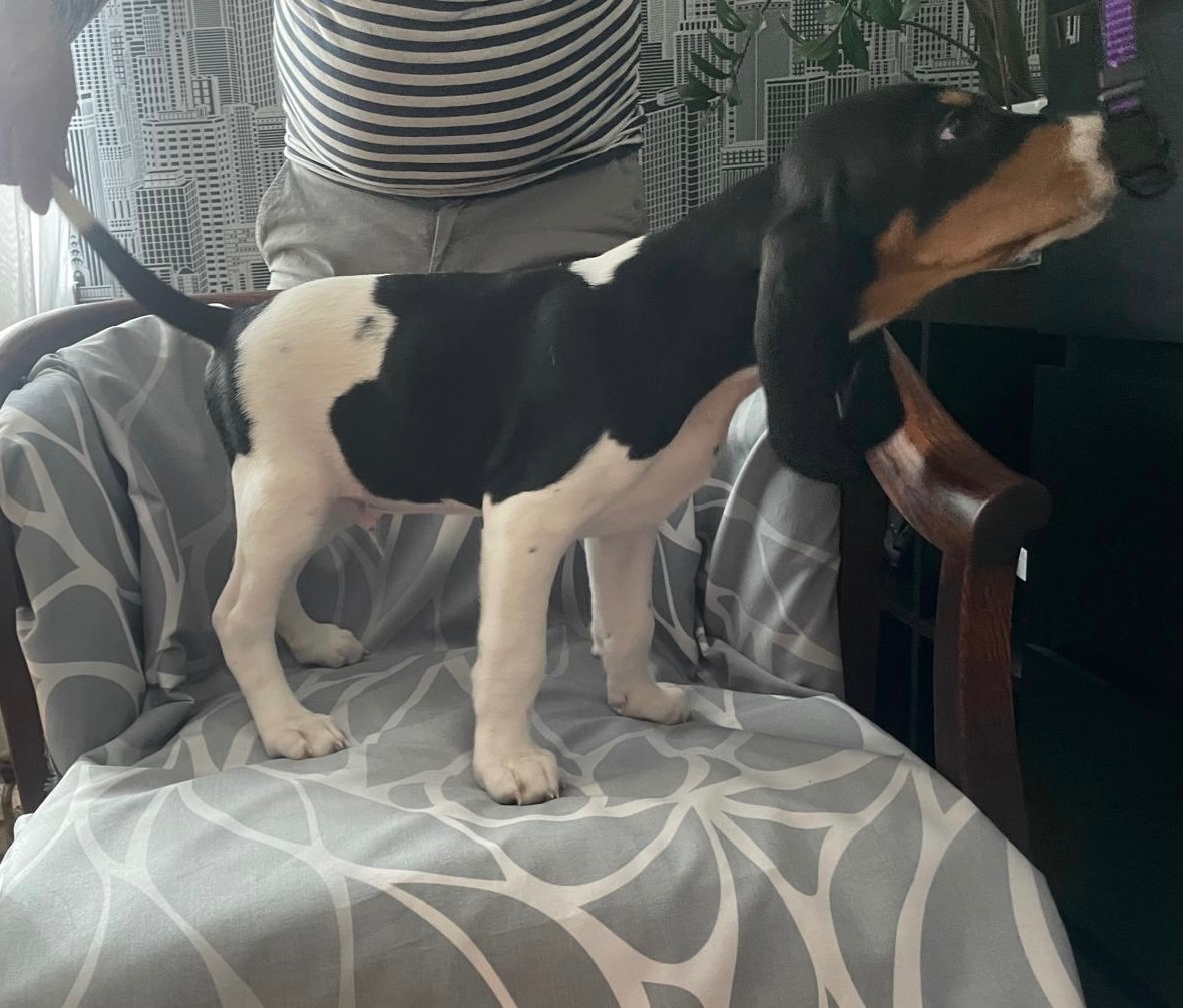 Štěně fenka s PP ihned k odběru - 11