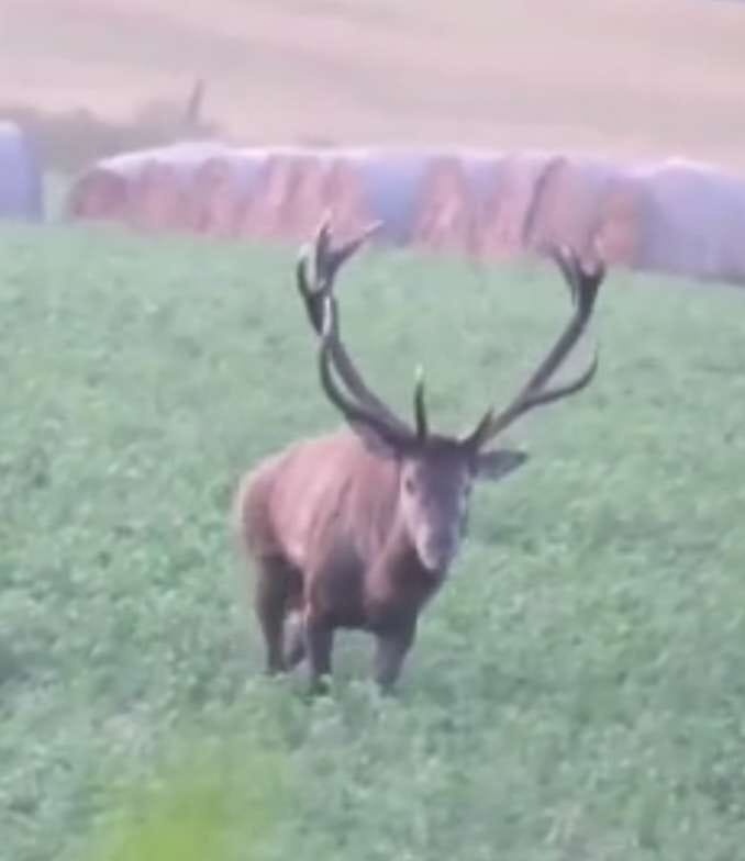 Polovačka v maďaesku - 11